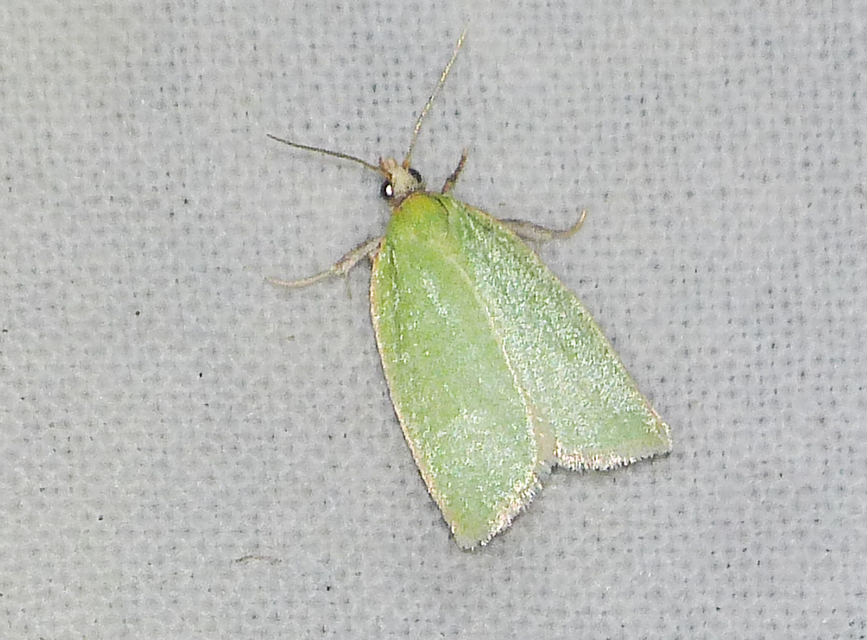 Tortrix viridana - tölgyilonca