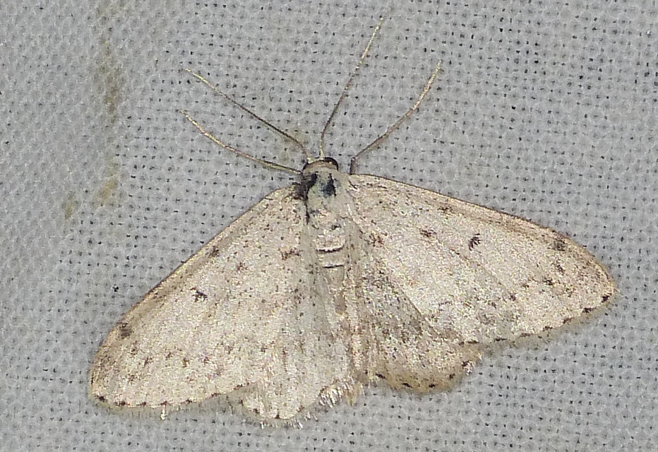 Idaea seriata - szürke apróaraszoló