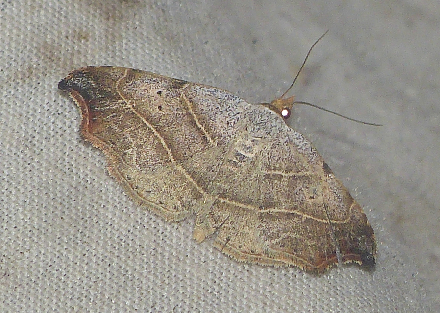 Laspeyria flexula - zuzmóbagoly