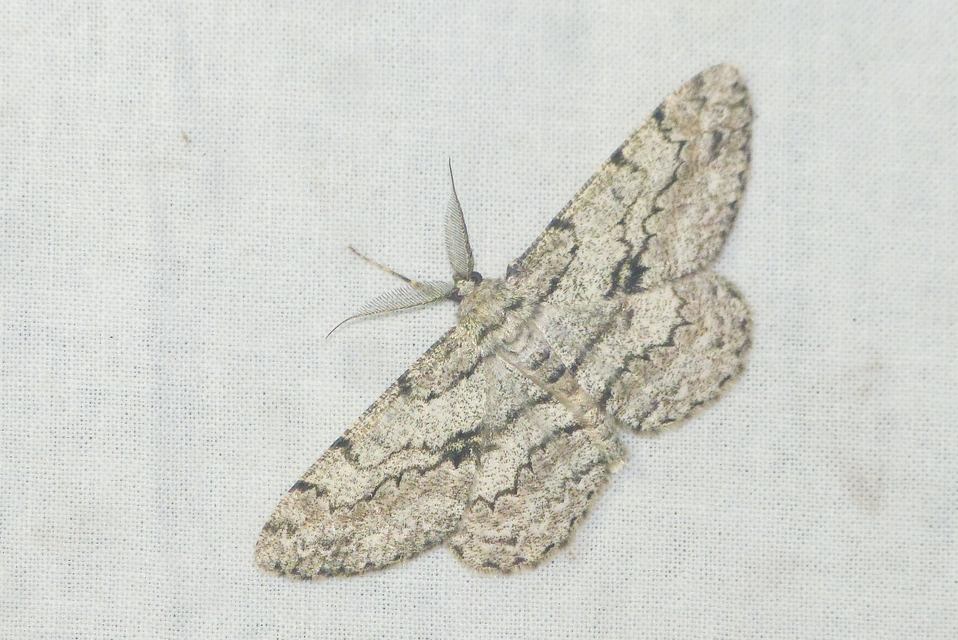 Hypomecis roboraria - nagy tölgyfaaraszoló