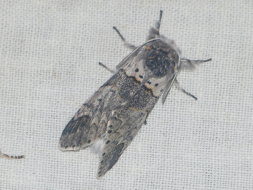 Furcula furcula - szürke púposszövő