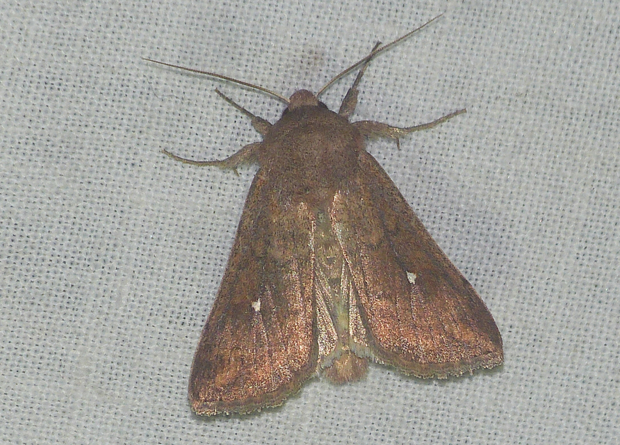 Mythimna albipuncta - fehérpettyes rétibagoly