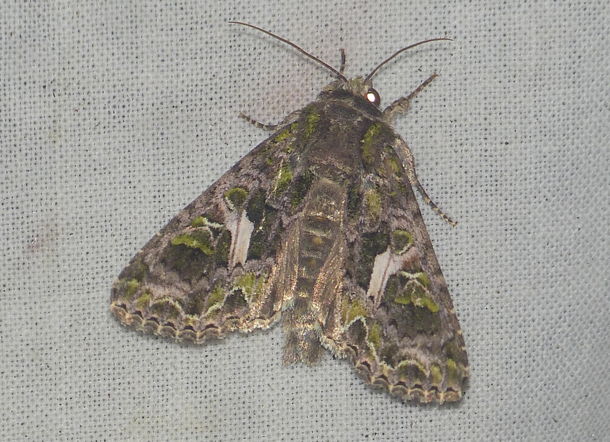 Trachea atriplicis - nyári zöldbagoly