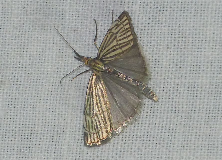 Chrysocramboides craterella - rácsos fűgyökérmoly
