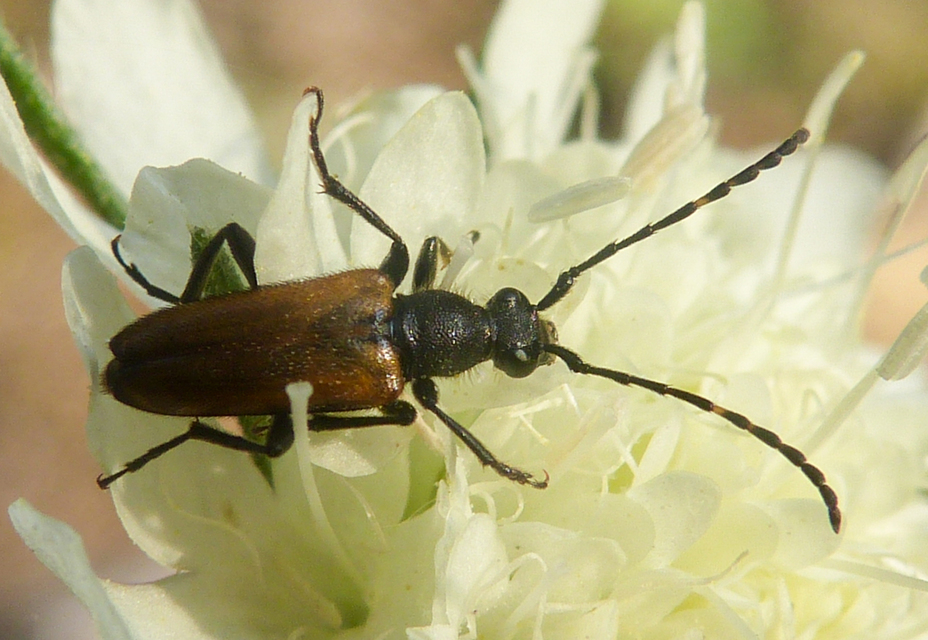 Stictoleptura maculicornis - tarkacsápú virágcincér