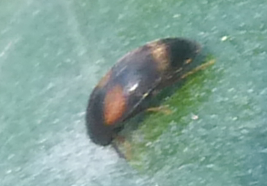 Cyrtanaspis phalerata - tarka árvabogár