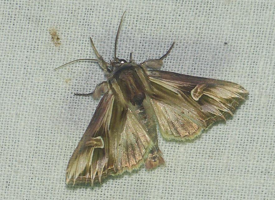 Actinotia polyodon - nagy sugarasbagoly