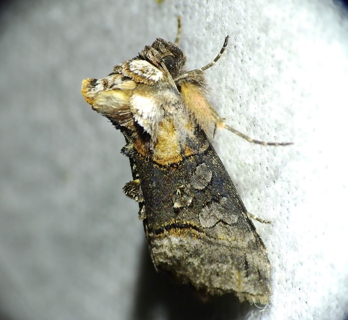 Abrostola asclepiadis - barnaövű csalánbagoly