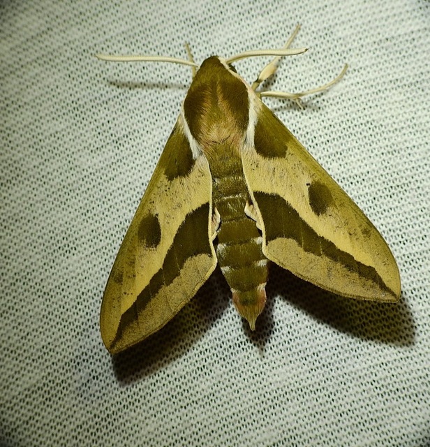 Hyles euphorbiae - kutyatejszender