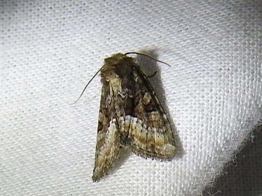 Oligia strigilis - kormos dudvabagoly