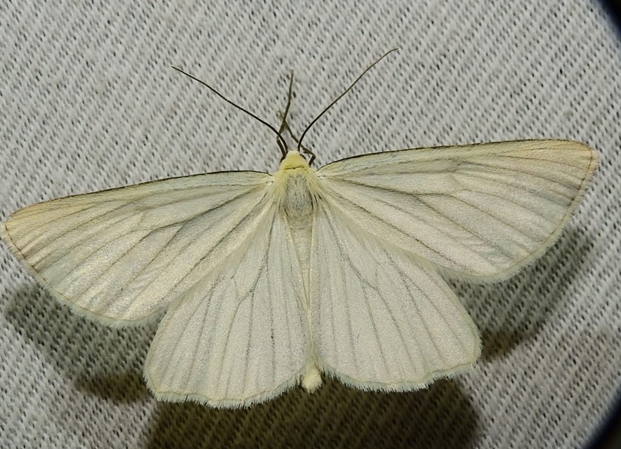 Siona lineata - vonalas fehéraraszoló