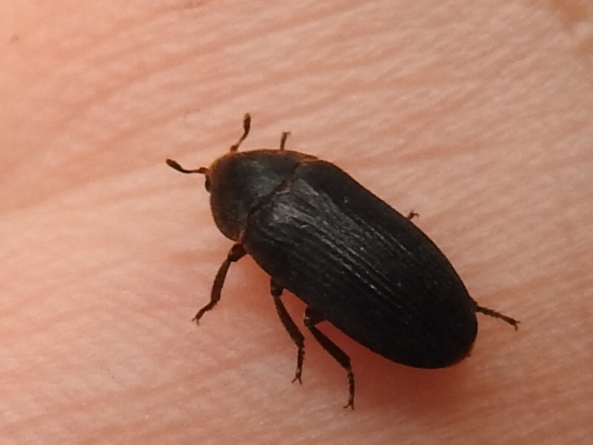 Dermestes bicolor - fészeklakó porva Dermestes bicolor - fészeklakó porva