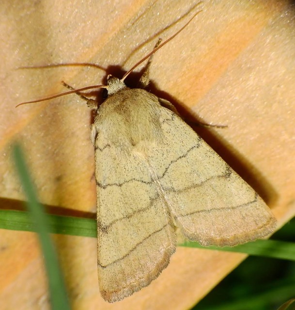 Charanyca trigrammica - háromsávos lombbagoly
