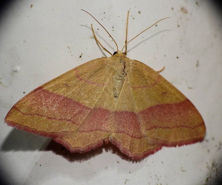 Rhodostrophia vibicaria - pirosszélű araszoló