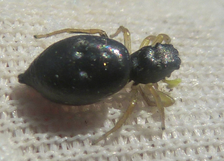 Heliophanus