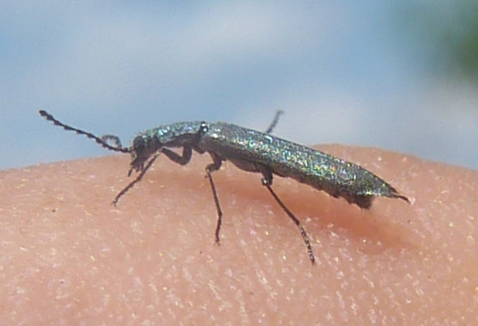 Dolichosoma lineare - ösztövér karimásbogár