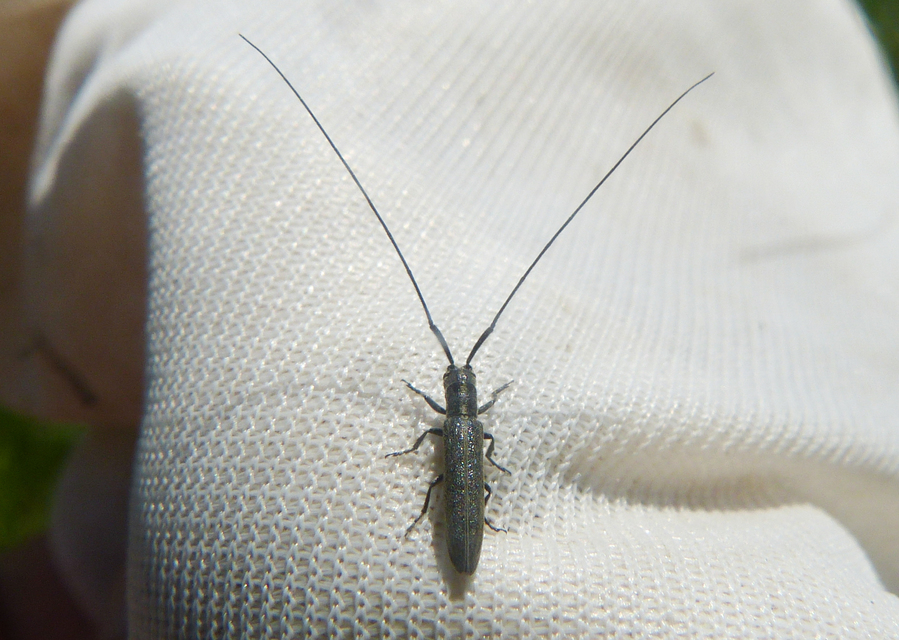 Calamobius filum - hosszúcsápú szalmacincér
