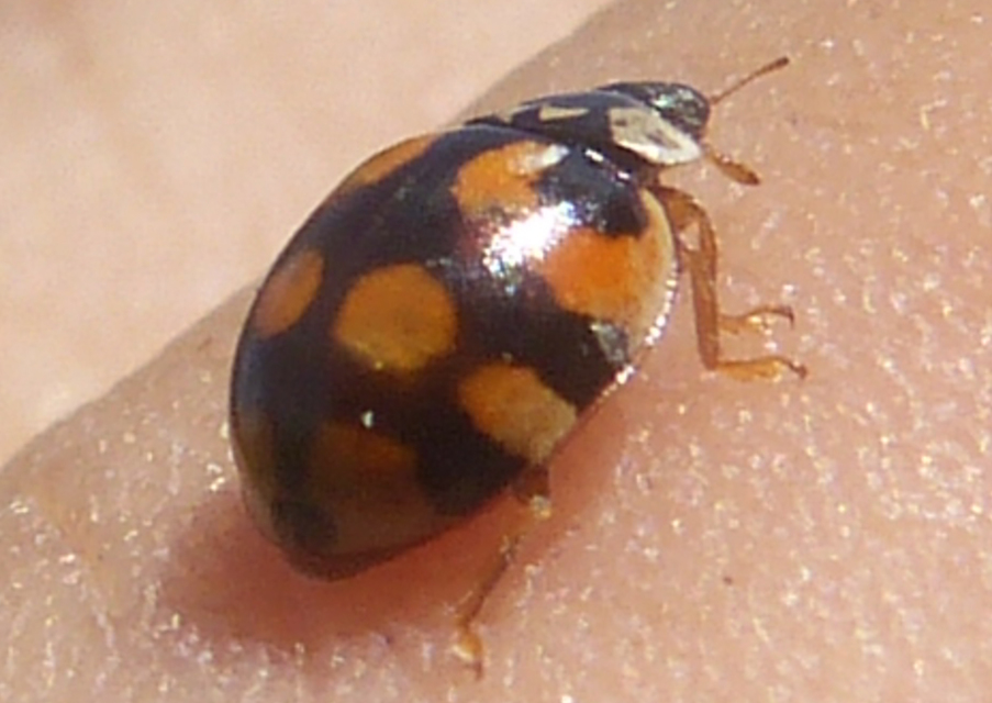 Adalia decempunctata - tízpettyes katica