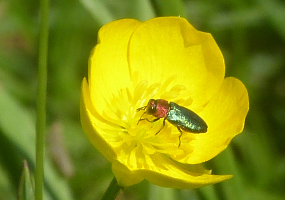 Anthaxia nitidula - ragyogó virágdíszbogár