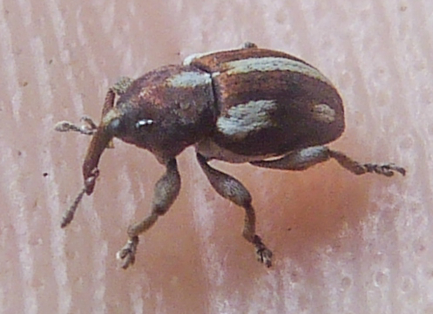 Tychius quinquepunctatus - borsó-tímárormányos