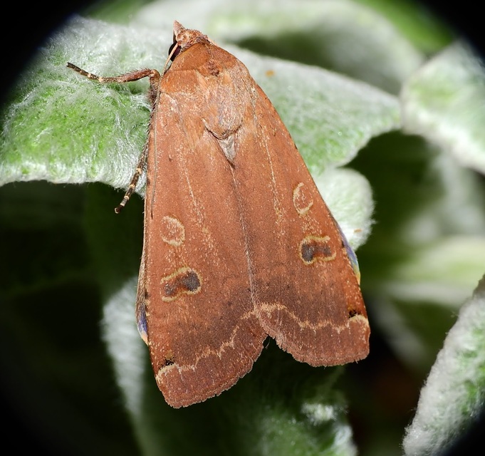 Noctua pronuba - nagy sárgafűbagoly