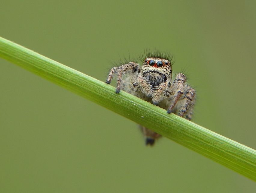 Philaeus chrysops - piros ugrópók