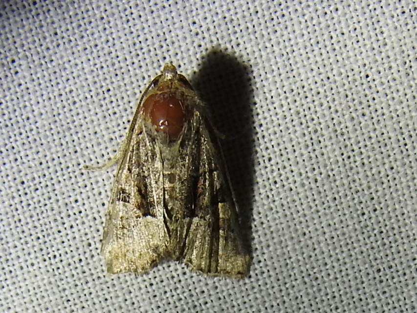 Oligia strigilis/latruncula/versicolor