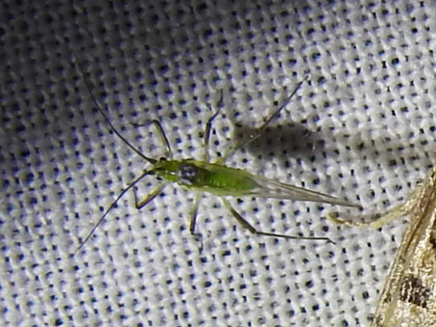 Aphididae - valódi levéltetvek