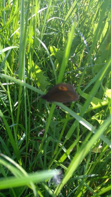 Erebia medusa - tavaszi szerecsenlepke