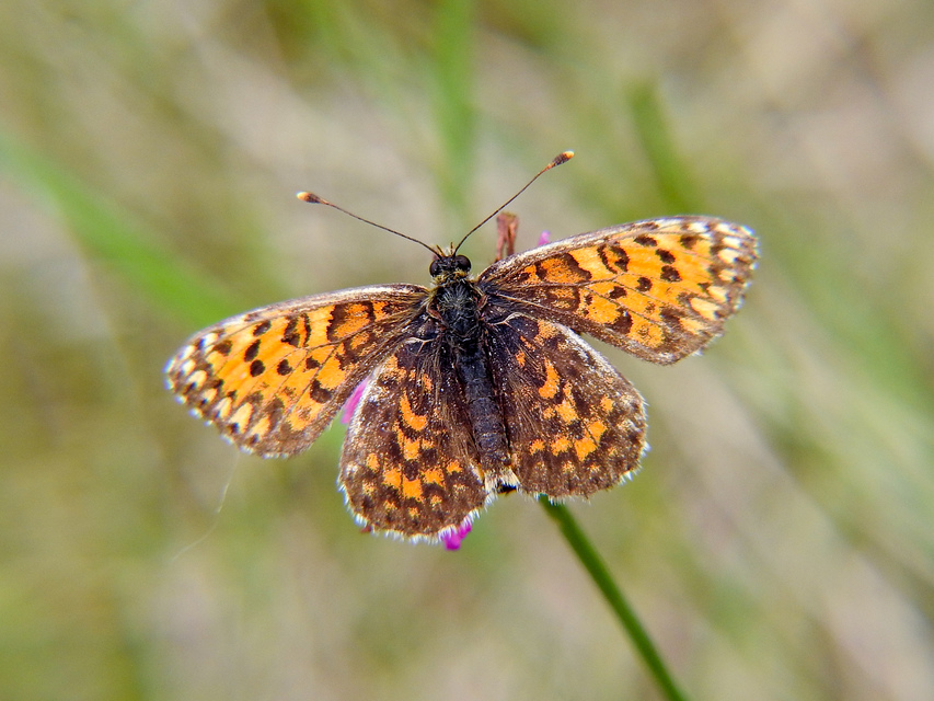 Melitaea trivia - kis tarkalepke