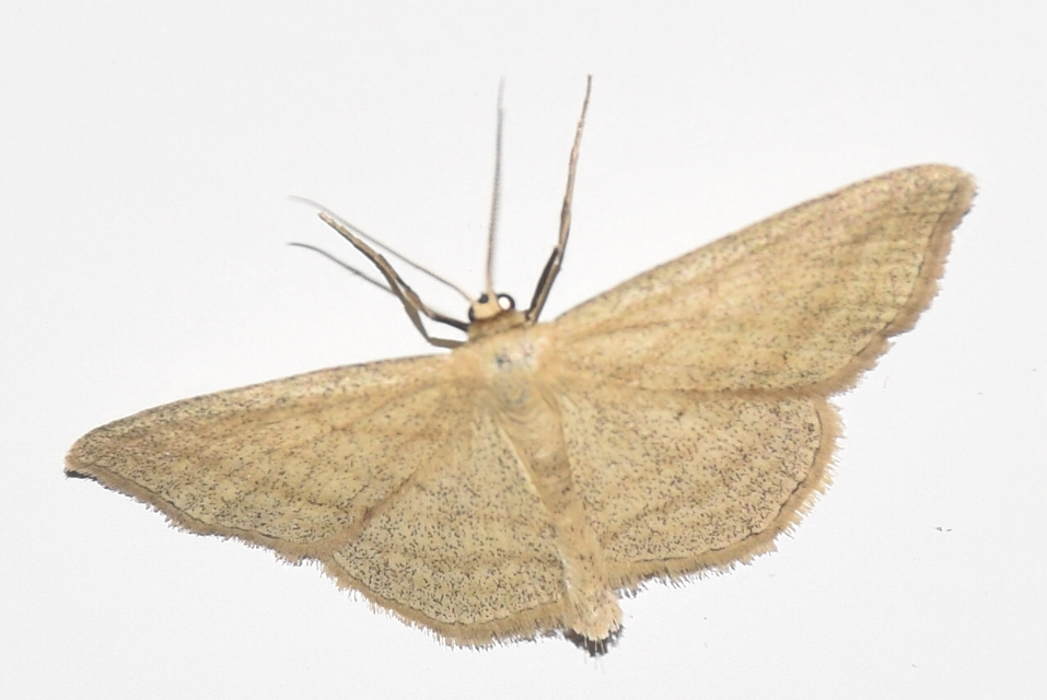 Scopula virgulata - vesszős sávosaraszoló