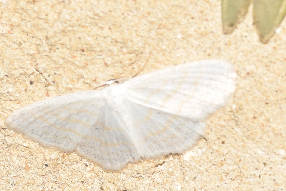 Scopula caricaria - mocsári fehéraraszoló