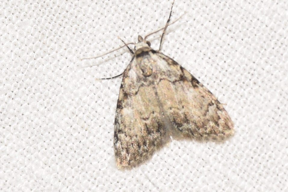 Meganola strigula - hamvas pamacsosszövő