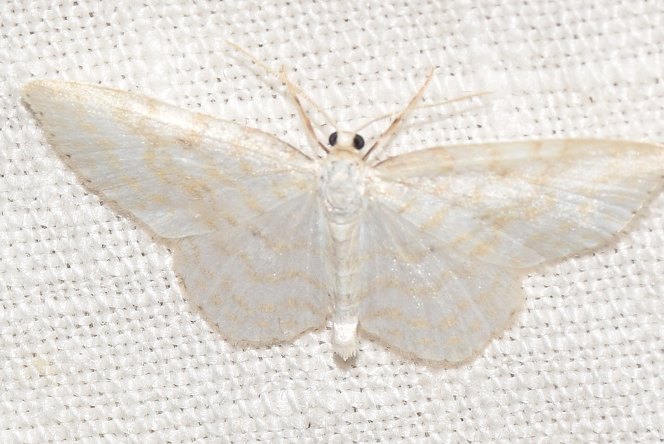 Asthena albulata - gyertyán-fehéraraszoló