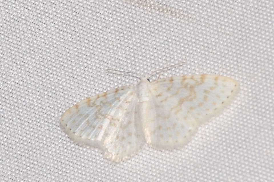 Asthena albulata - gyertyán-fehéraraszoló