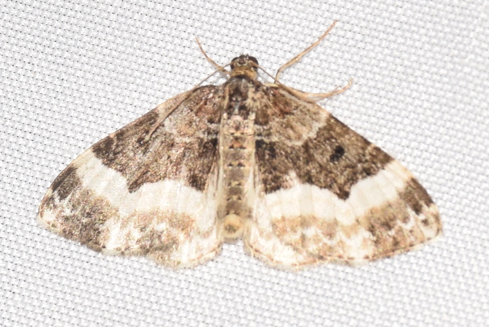 Euphyia unangulata - fogassávú tarkaaraszoló