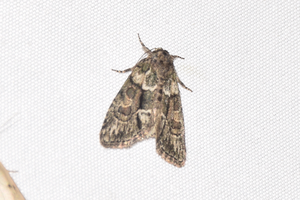 Cryphia fraudatricula - homoki zuzmóbagoly