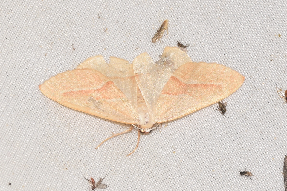 Hylaea fasciaria - erdeifenyő-sávosaraszoló