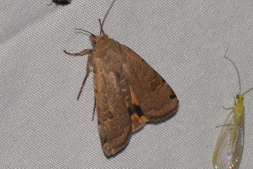 Noctua orbona - foltos sárgafűbagoly