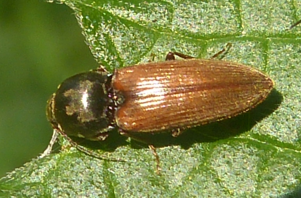 Dicronychus cinereus - szürke szívespattanó