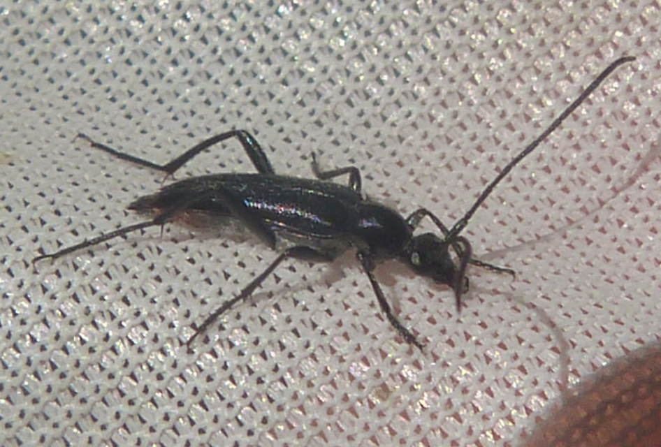 Stenurella nigra - fekete karcsúcincér