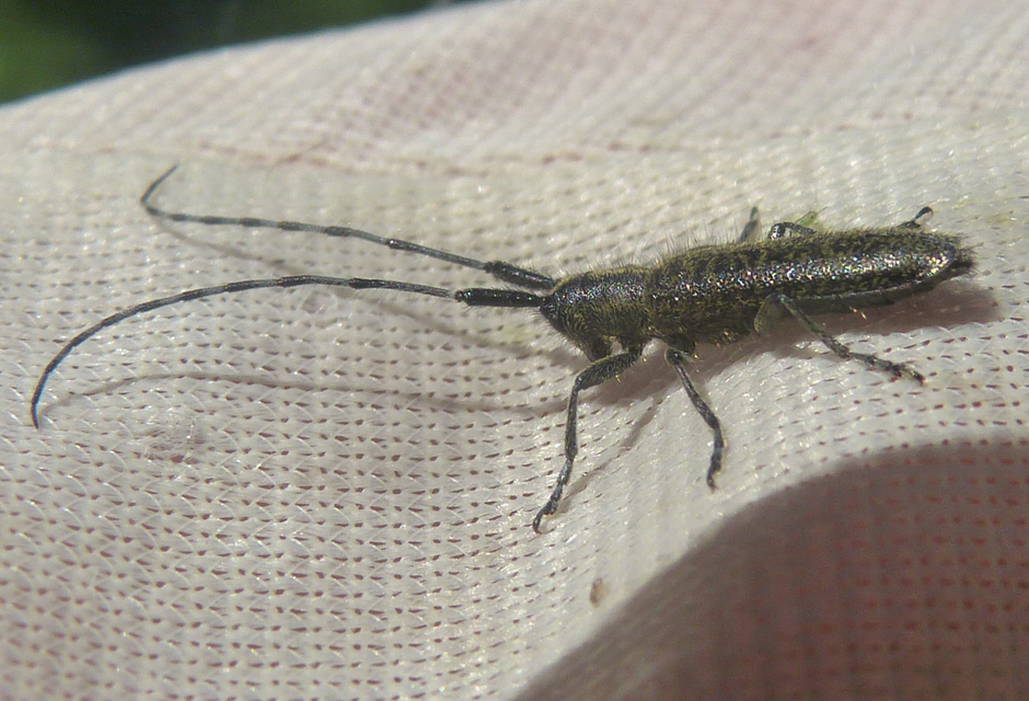 Agapanthia villosoviridescens - fehérgyűrűs bogáncscincér
