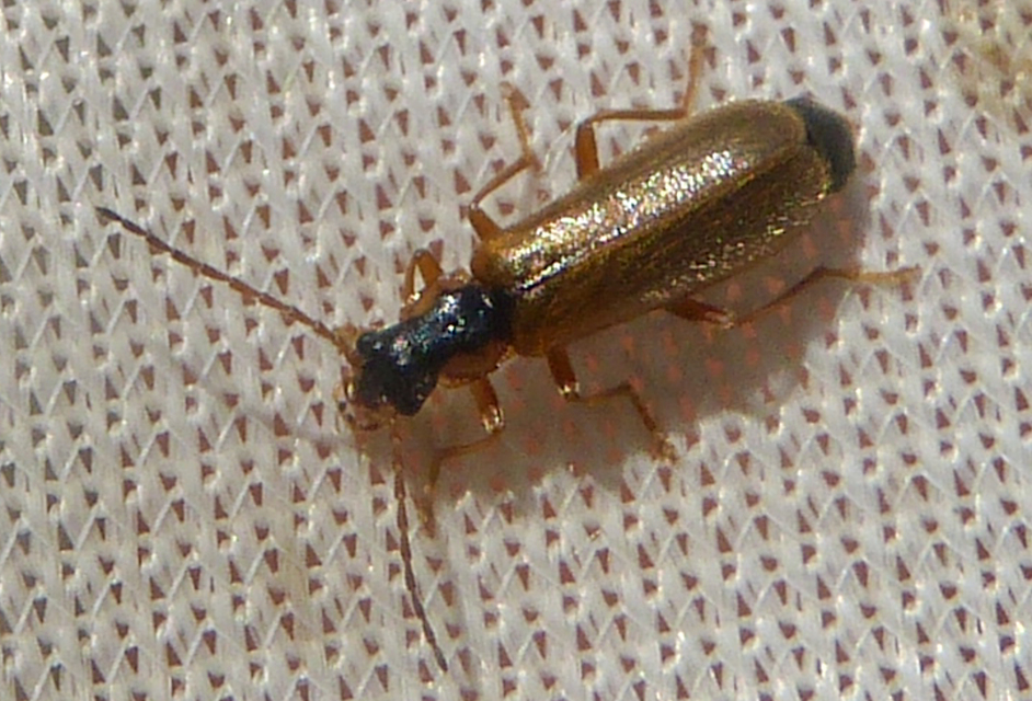 Rhagonycha testacea Rhagonycha testacea