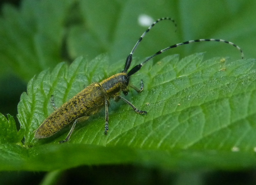Agapanthia villosoviridescens - fehérgyűrűs bogáncscincér