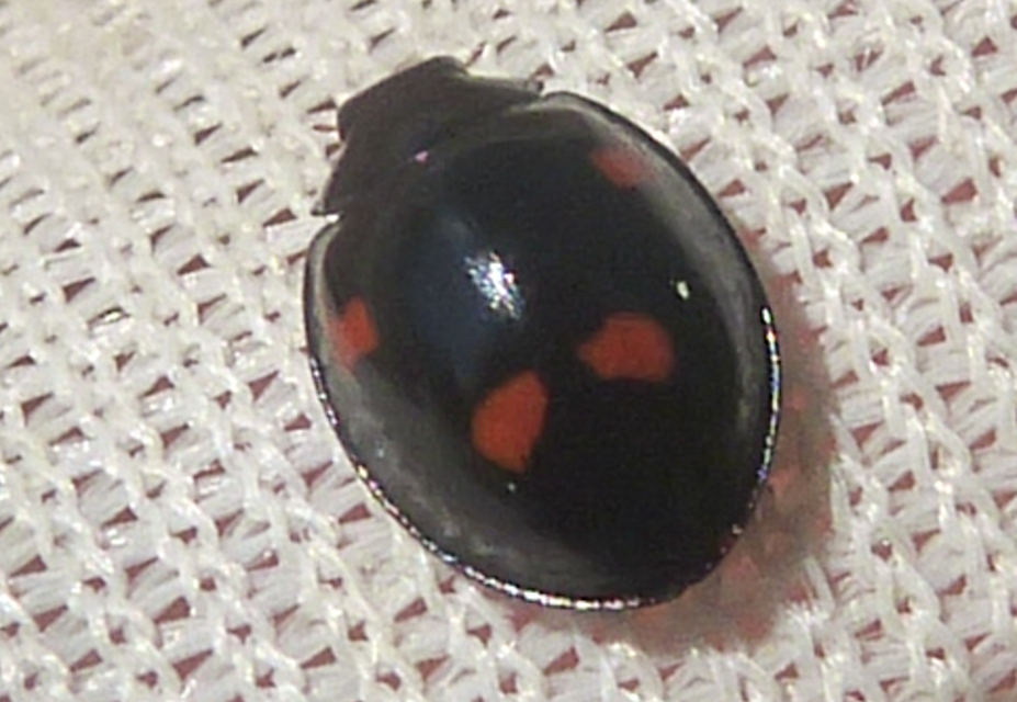 Exochomus quadripustulatus - négyfoltos szerecsenkata