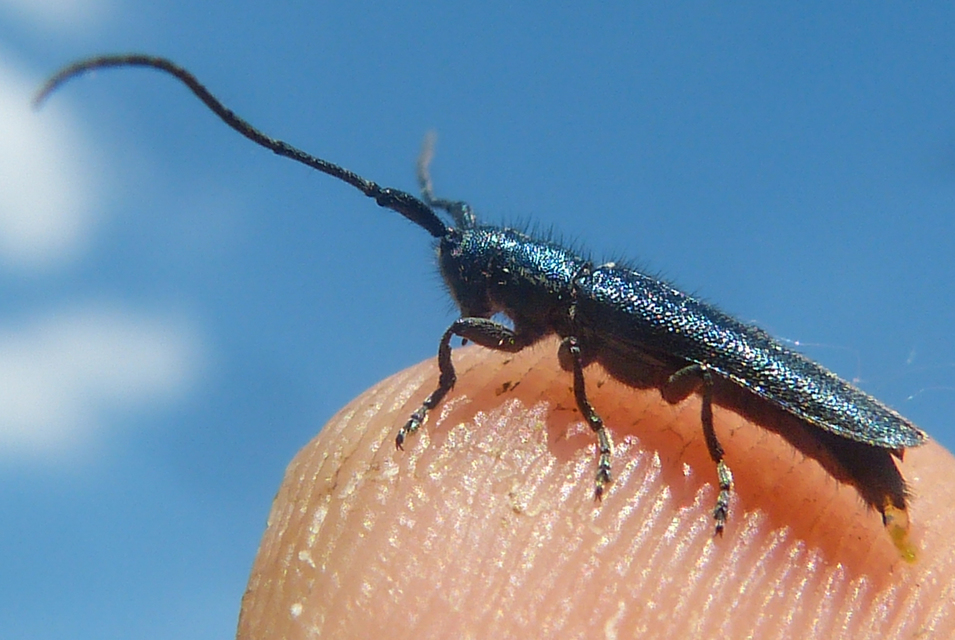 Agapanthia violacea - kék somkórócincér
