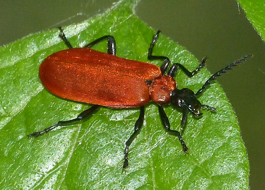 Pyrochroa coccinea - nagy bíborbogár