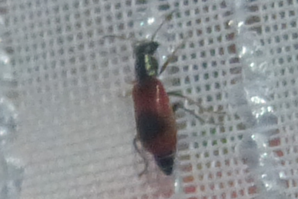 Anthocomus equestris - kétszínű bibircsesbogár