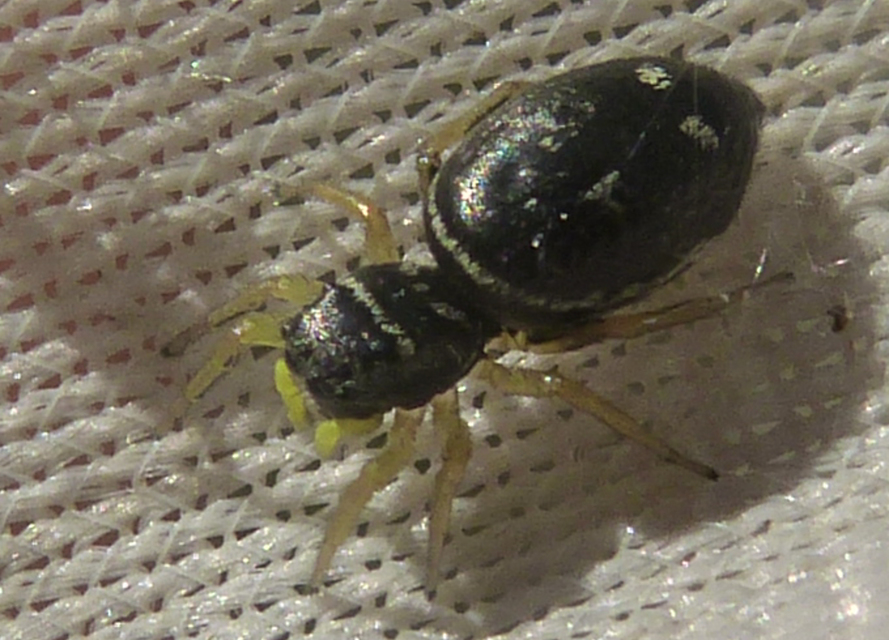 Heliophanus
