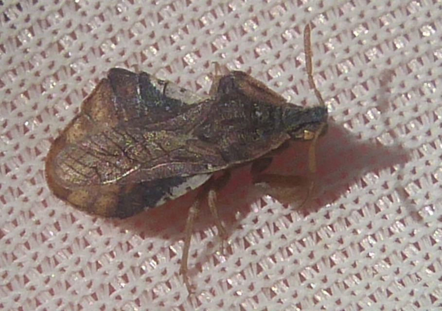 Phymata crassipes - fogólábú poloska